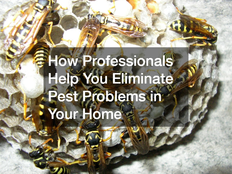 How Professionals Help You Eliminate Pest Problems in Your Home